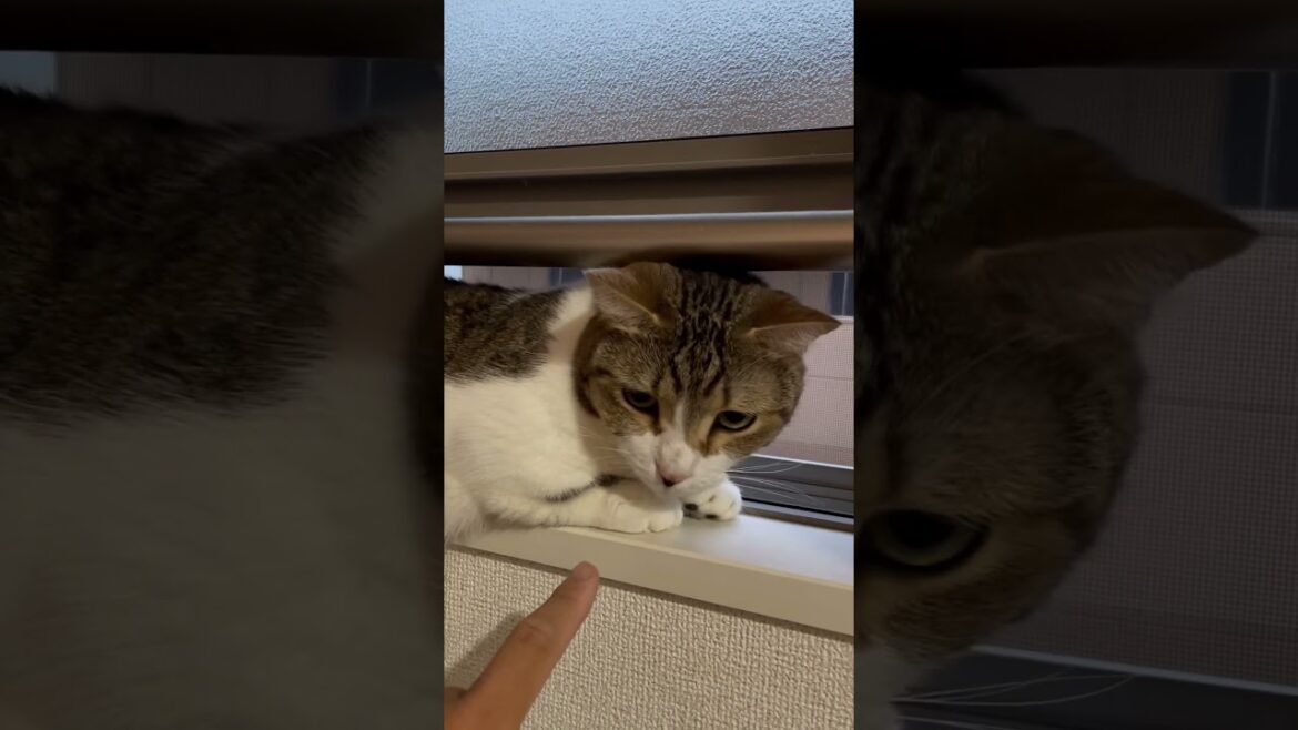 外を見るのに夢中のきなこもちをツンツンしてみました╰(*´︶`*)╯♡ #shorts #cat #マンチカン #ふるかわ家