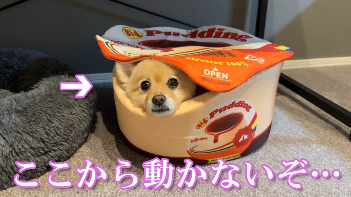 部屋の模様替えをした結果、愛犬がこうなりました…笑