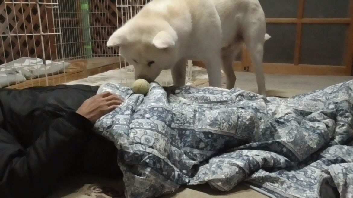 【秋田犬ゆうき】体調不良で横たわる飼い主をボール遊びで元気づけようと自分なりに頑張る【akita dog】