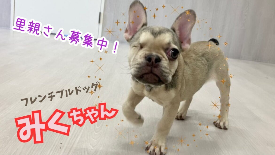 【里親さん募集中】フレンチブルドッグのみくちゃん(4ヶ月) 【里親さん募集中】フレンチブルドッグのみくちゃん(4ヶ月)