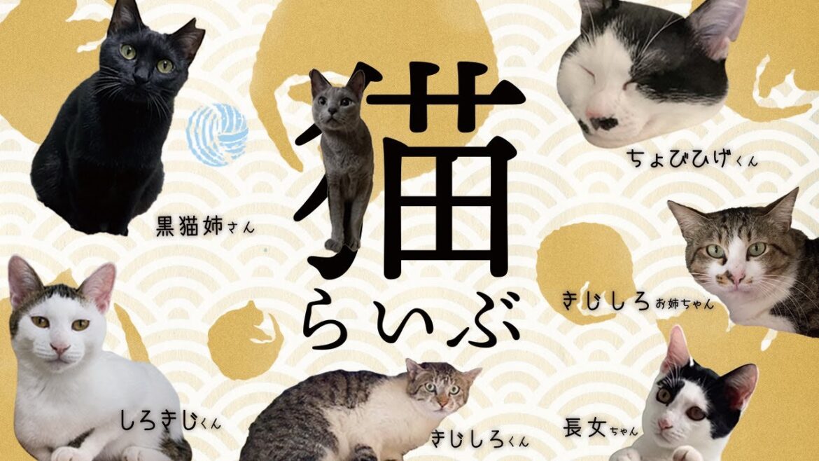 【 cat 】このLIVEは、保護猫シェルター運営における公正の確保と透明性の向上を図り、もって猫の権利利益の保護に資することを目的とする。(猫手続法1条) 【 cat 】このLIVEは、保護猫シェルター運営における公正の確保と透明性の向上を図り、もって猫の権利利益の保護に資することを目的とする。(猫手続法1条)