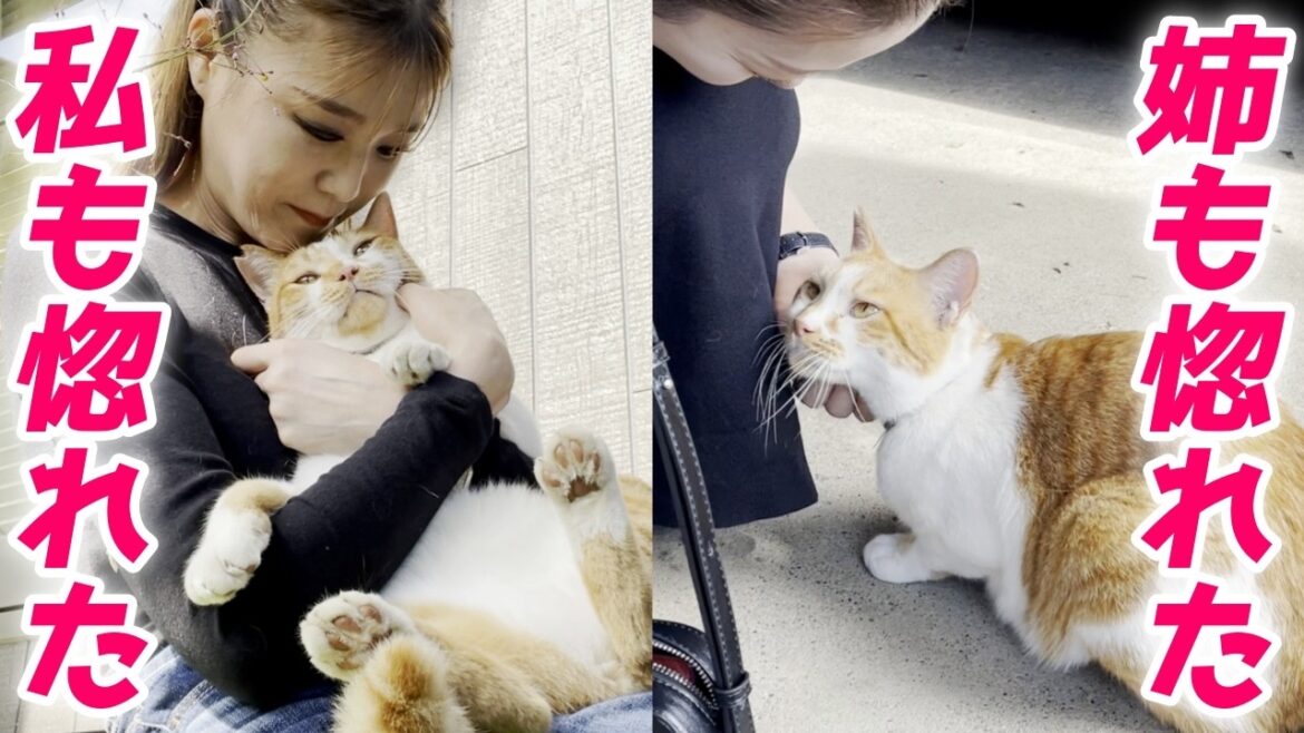 女性をほぼ100％惚れさせる才能がある人懐っこい庭子猫君…笑[三毛母猫の子猫]