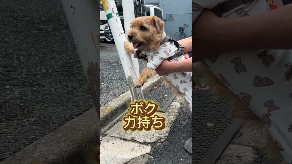 【力持ちきっくん】#shorts #dog #norfolkterrier #cutedog #kichi #terrier #吉 #力持ち #smile