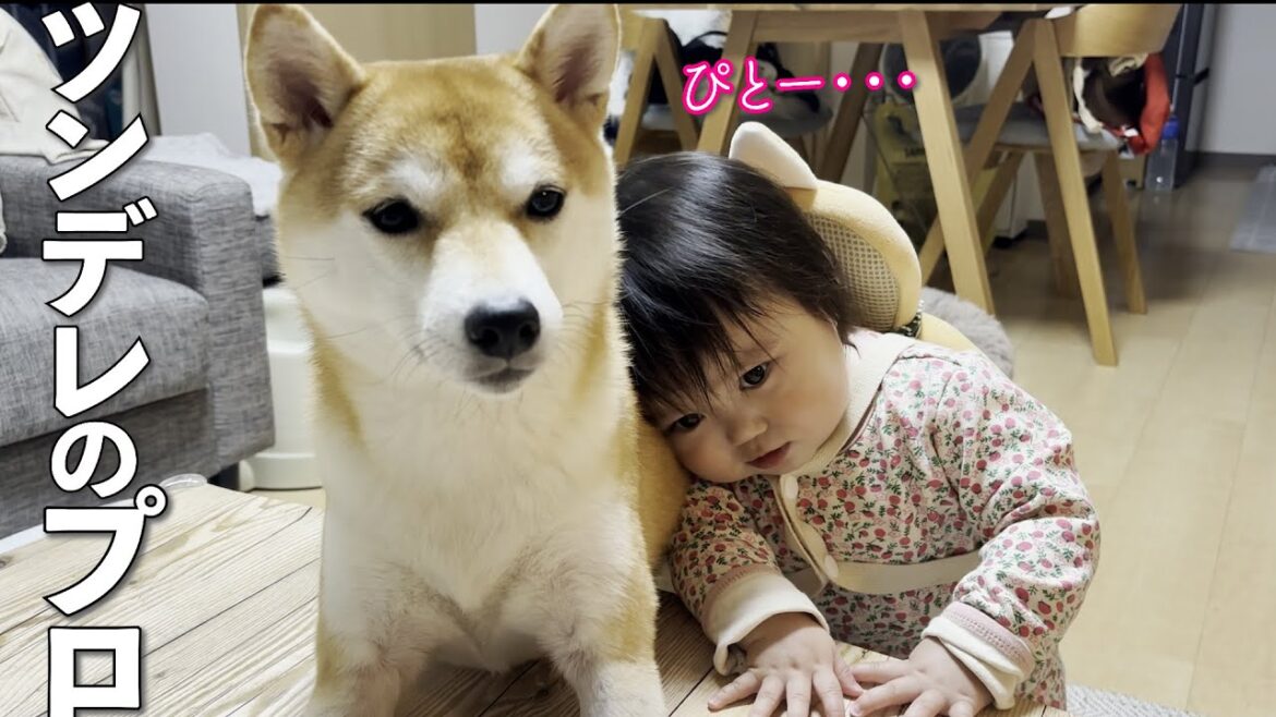 ツンデレがプロすぎる１歳児に翻弄される柴犬