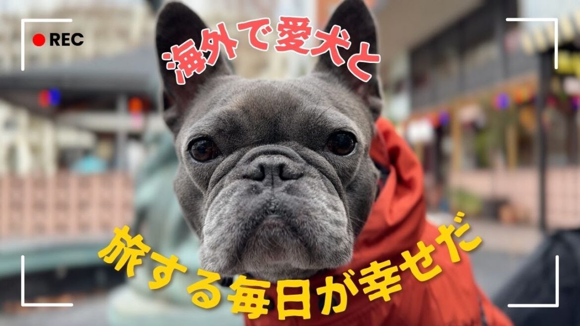 海外永住、未婚で子無し。でも愛犬と車中泊旅する毎日が幸せだ