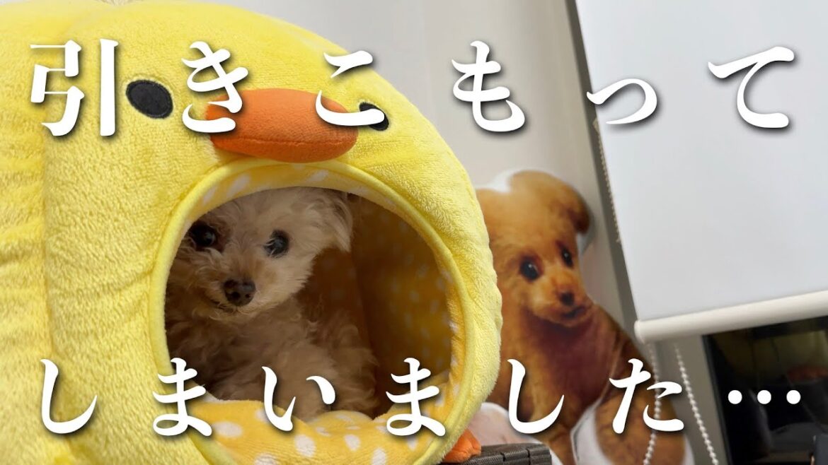 お散歩嫌いで引きこもってしまった犬がこちらですｗ【トイプードル】