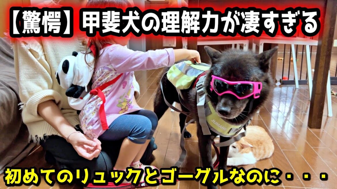甲斐犬の理解力と賢さに驚愕しました。そんなことある？【賢い犬】