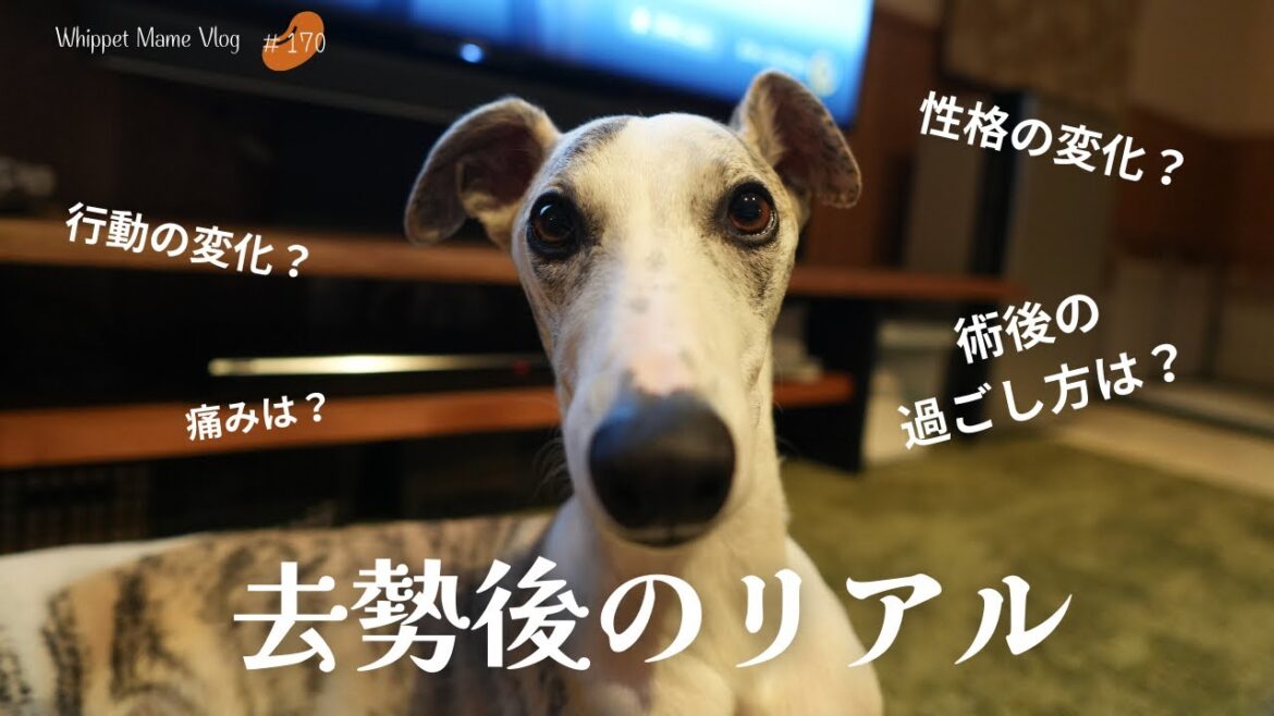 2歳9か月で去勢。去勢後の過ごし方と変化について #170 2歳9か月で去勢。去勢後の過ごし方と変化について #170