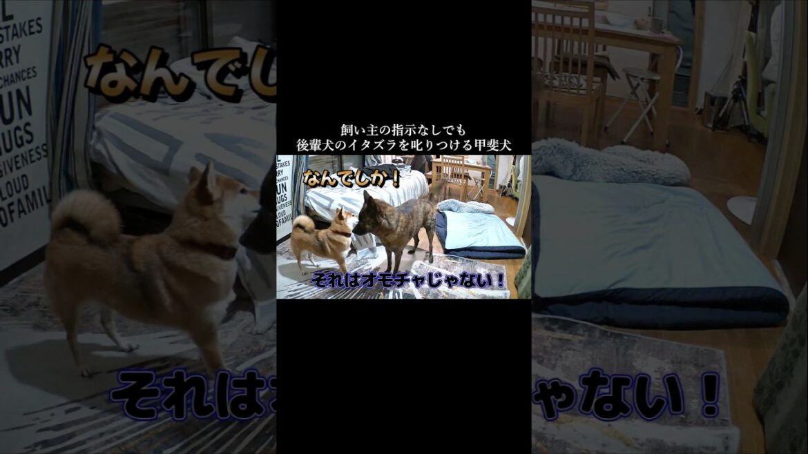 イタズラ柴犬を𠮟りつける甲斐犬が凄い！　#甲斐犬 #柴犬 #youtubeshorts