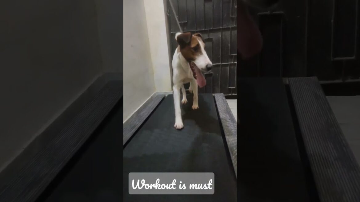 Most Popular dog Breed Fox Terrier on Threadmill  #viralshorts #shorts #pets #cute #motivation