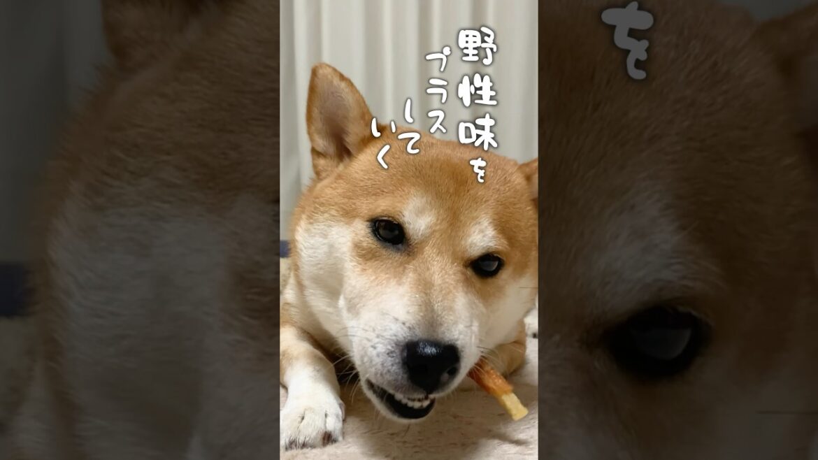 オススメの犬のおやつ教えてよ！#犬　#柴犬　#dog