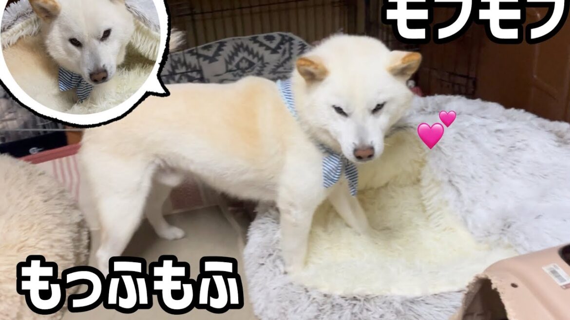 白いもふもふが白いモフモフにもふもふしている姿がかわいい #白柴