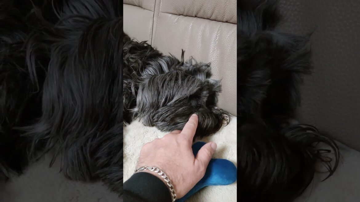 Tibetan Terrier 🐕#dog #doglife