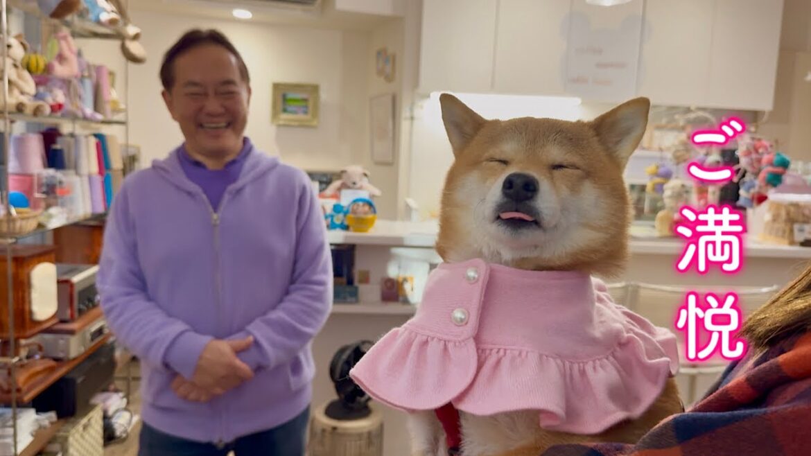 オーダーしたケープを取りに来てご満悦で帰宅する柴犬が可愛い オーダーしたケープを取りに来てご満悦で帰宅する柴犬が可愛い