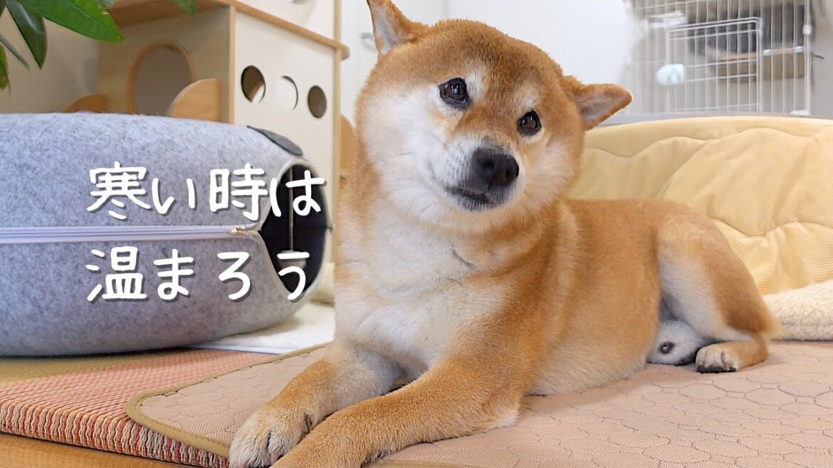 初雪の前兆？寒い日にぬくぬくする柴犬の姿に癒される！