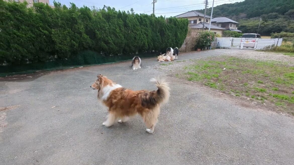 ﾗﾌｺﾘｰ　Motherlake Collies 20241105