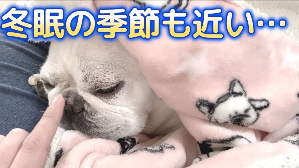 最近のぽーちゃんの巣【フレンチブルドッグ frenchbulldog】