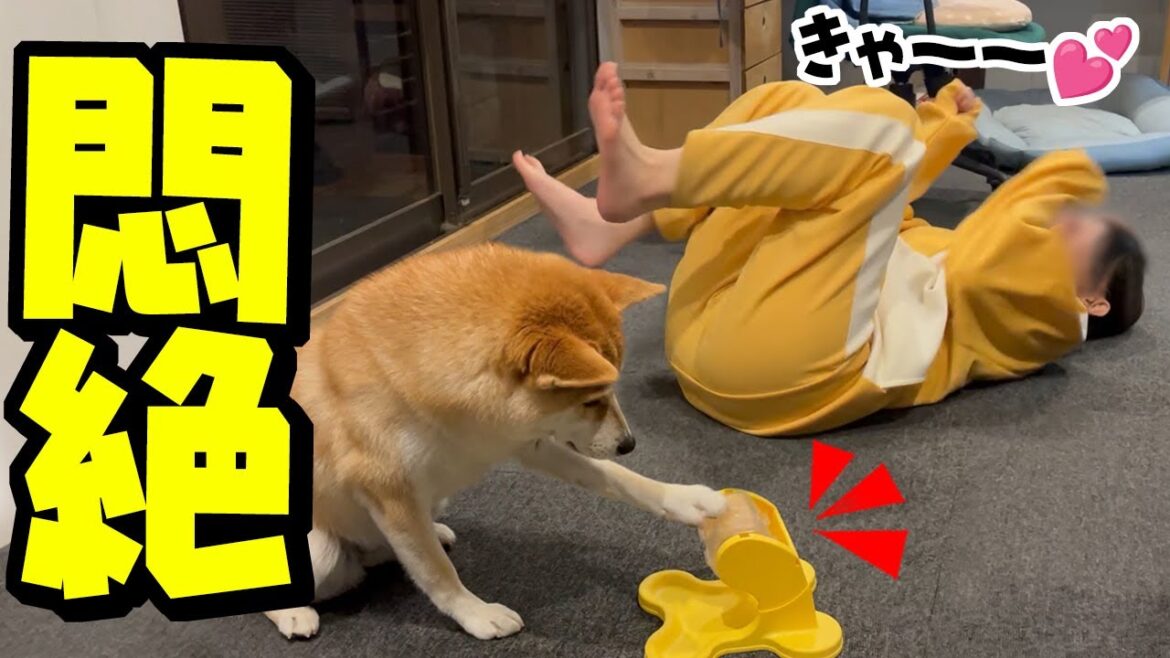 知育玩具を攻略した柴犬が可愛すぎて悶絶する娘