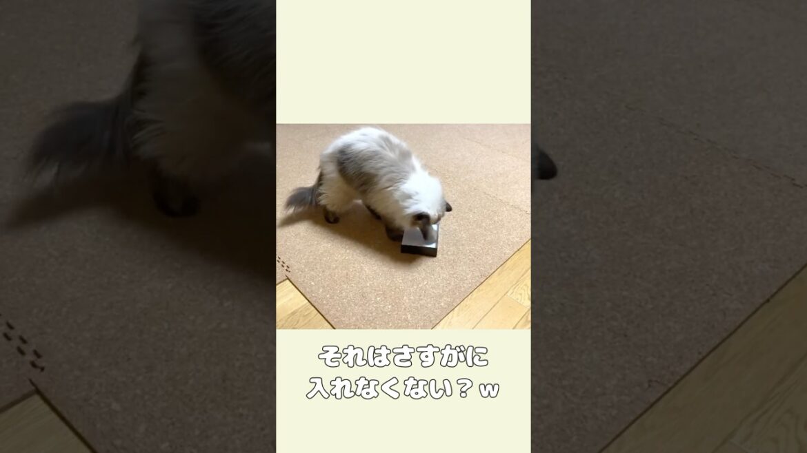 絶対入れない箱のフタに頑張って入ろうとする長男バロン（ヒマラヤン）🤣　　#cats #catlover #猫 #猫動画 #猫のいる暮らし #고양이