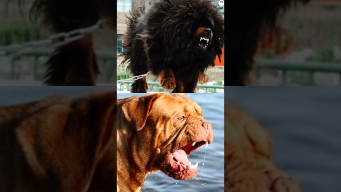 Bull mastif v GermanShepherd v Rottweiler v Tibetanmastif v Dogue de v Neapolitanmastif v Cane corso