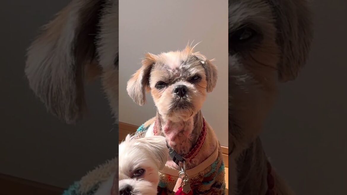 もういいって言ってたよね❓🐶🐶#シーズー #いぬ #犬 #マルシーズー #マルチーズ #わんこ #