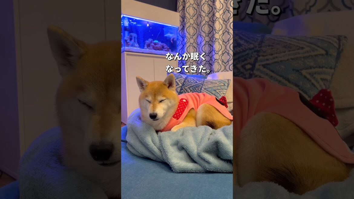 おやすみ🐶💤#柴犬 #チワワ #shorts