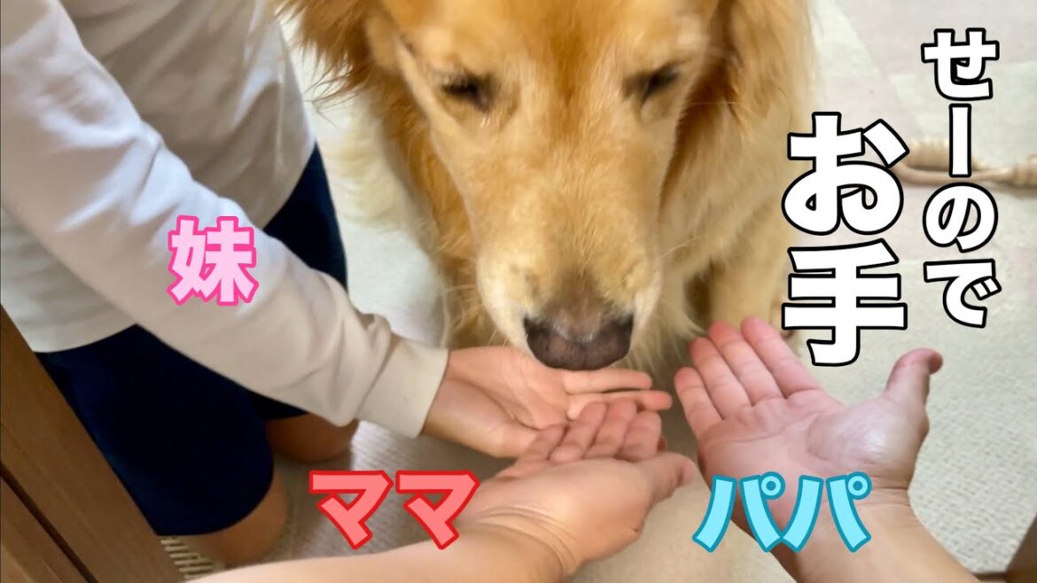究極の選択を迫ってみた結果【ゴールデンレトリバーとミニチュアダックスフンド】