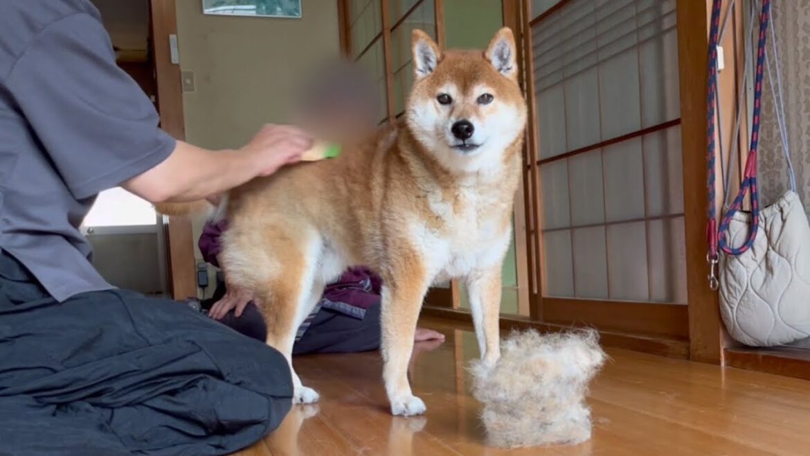 抜け毛の柴犬