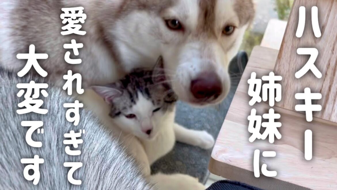ハスキー姉妹に愛されすぎて子猫が大変です…【シベリアンハスキー】 ハスキー姉妹に愛されすぎて子猫が大変です…【シベリアンハスキー】