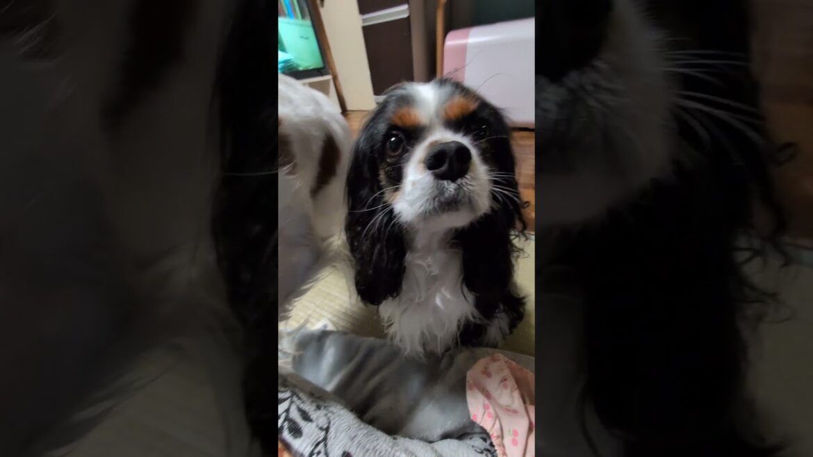どうして？どうして？ねーねだけお魚を貰っているの？キャバリアミルクちゃんの疑問顔が可愛い #キャバリア #pets