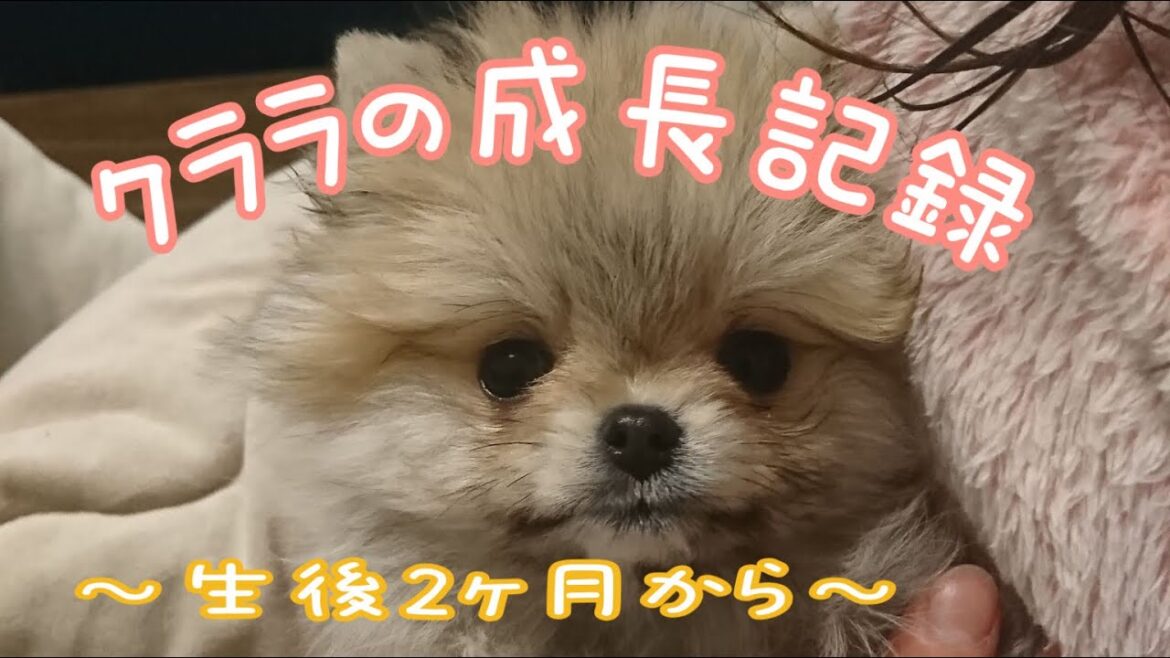 極小ポメラニアンのクララとの奇跡の出会いから大人になるまで！