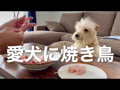 愛犬と一緒に焼き鳥の準備。レークランドテリア 愛犬と一緒に焼き鳥の準備。レークランドテリア