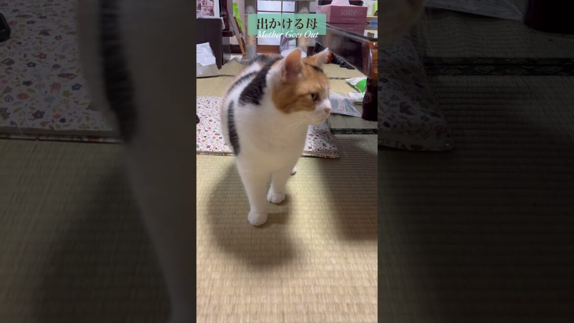 【三毛猫】おやつが貰えそうなミケ