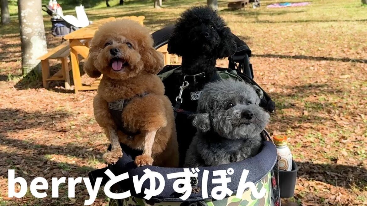 【神回】自分の犬より可愛いと思える他人の犬 【神回】自分の犬より可愛いと思える他人の犬