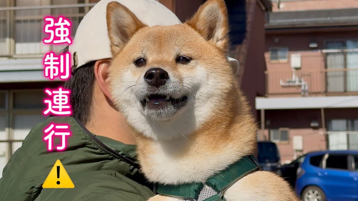 深夜に謎の生物と遭遇し本能が抑えきれなくなる柴犬が可愛い