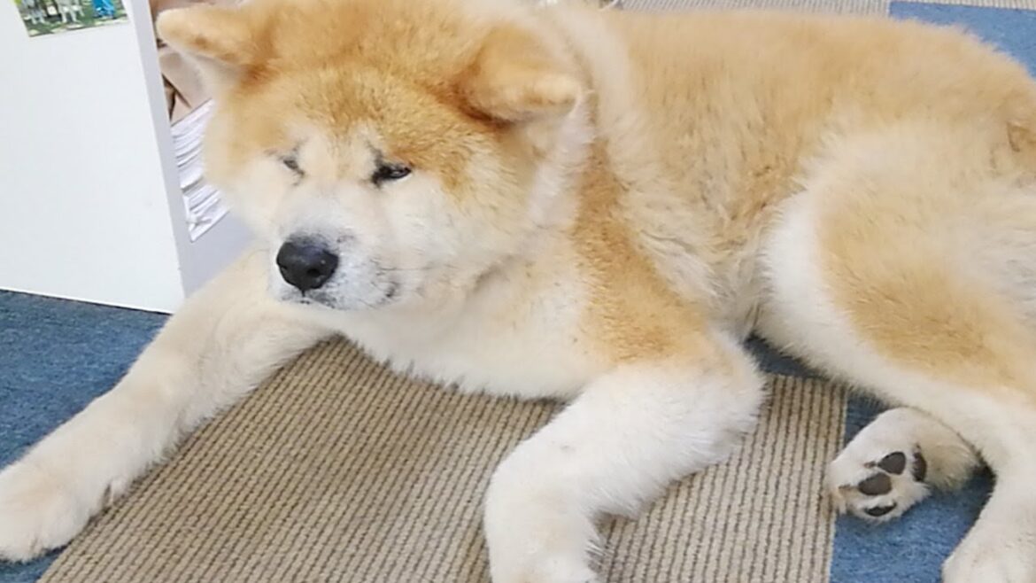 秋田犬会館配信！