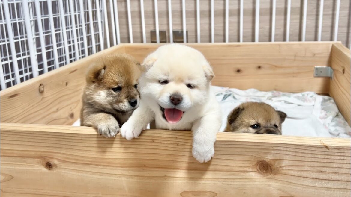 【柴犬 子犬】壁を越えようと一生懸命練習する生後26日目の子犬たちが可愛過ぎた