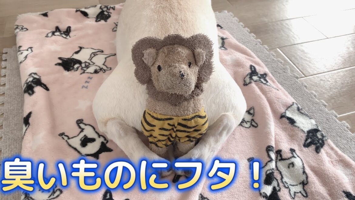 くちゃいおちりにはコレ！！【フレンチブルドッグ frenchbulldog】