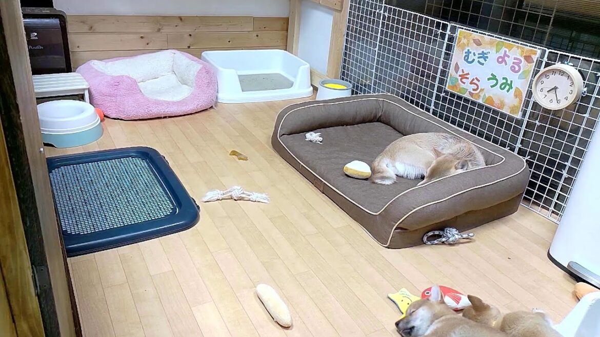 柴犬なつ！子育て生配信【生後62日】座り方とか柴犬っぽくなってきた子犬たち（笑）