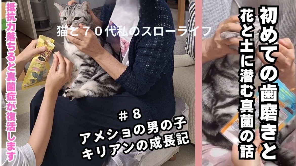 「アメショの男の子 キリアンの成長記」 ＃８ 初めての歯磨きと花と土に潜む真菌のお話