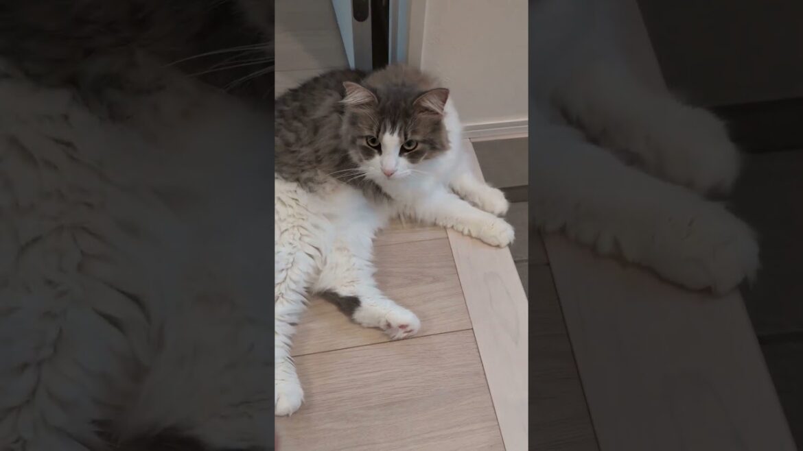 傷だらけの壁紙。全てトイレハイの猫がやりました…【ノルウェージャンフォレストキャット】＃Shorts