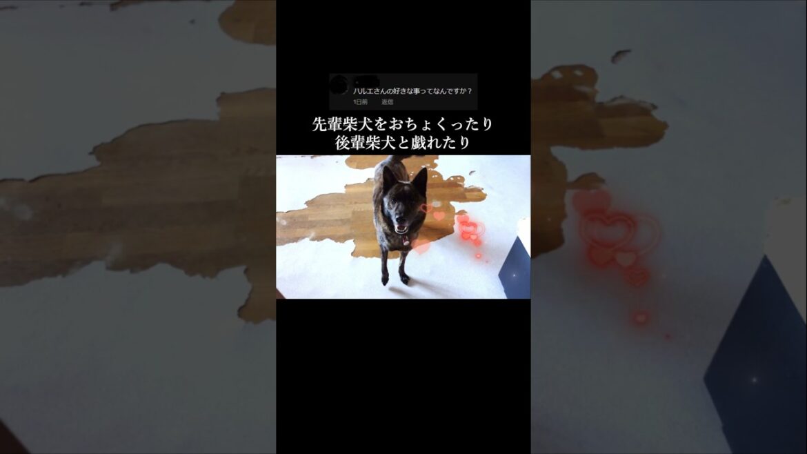 先輩柴犬をおちょくったり、後輩柴犬と戯れる甲斐犬　 #甲斐犬 #柴犬#youtubeshorts