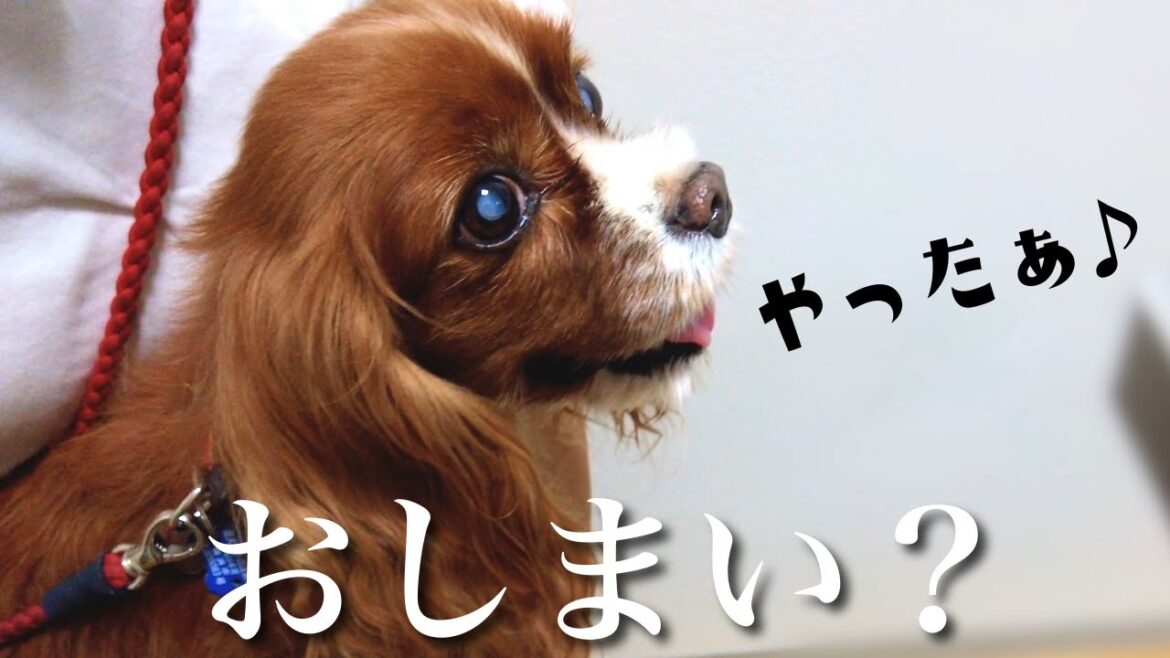 緊急入院から5ヶ月で副作用が危険なステロイド治療を離脱できました！