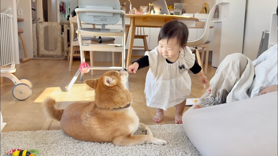 いないいないバァを無視する柴犬に鼻ピンをかます1歳娘 いないいないバァを無視する柴犬に鼻ピンをかます1歳娘