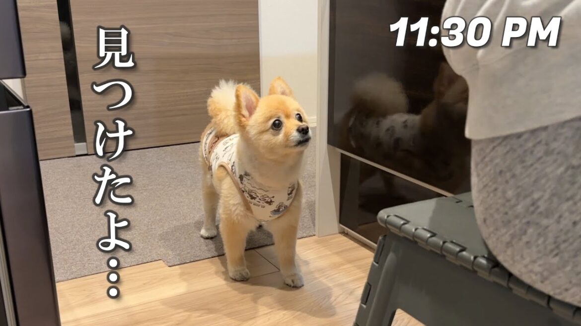 愛犬に内緒で夜食を食べた結果こうなりました… 愛犬に内緒で夜食を食べた結果こうなりました…