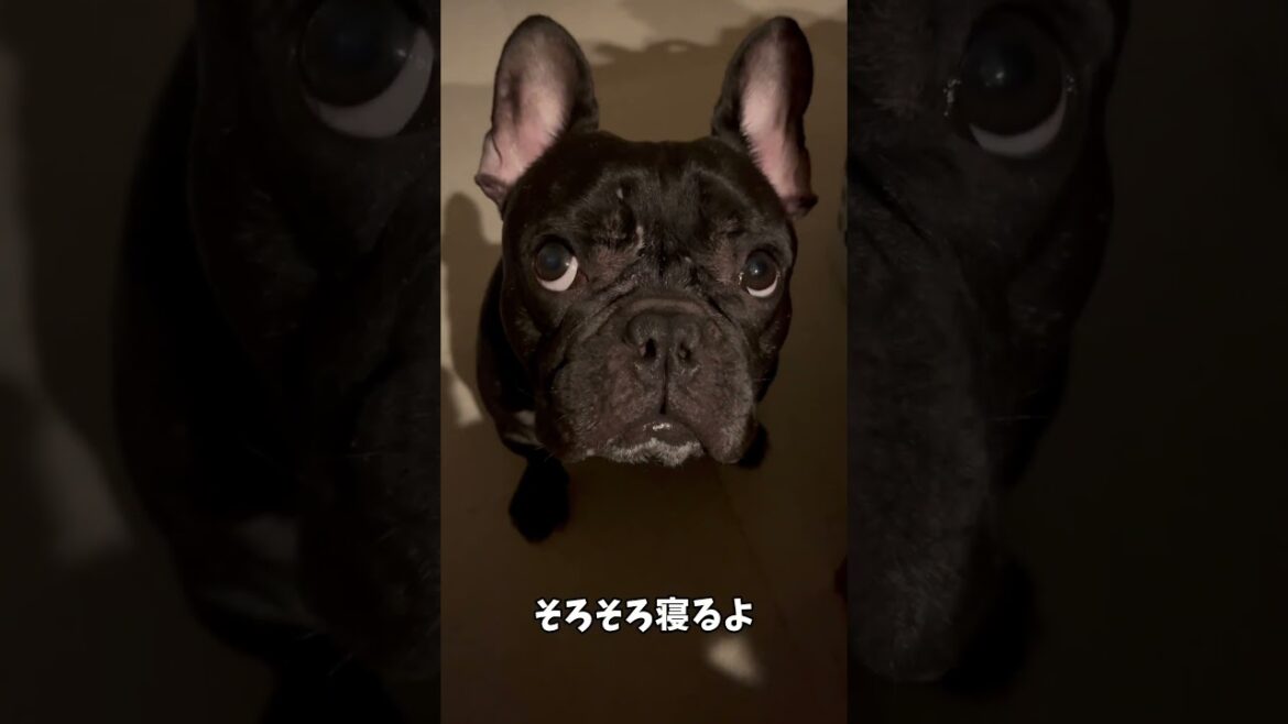 【そろそろ寝ますよ凛さん】おやすみなさい😘#フレンチブルドッグ #frenchie #frenchbulldoglife #frenchbulldog #shorts 【そろそろ寝ますよ凛さん】おやすみなさい😘#フレンチブルドッグ #frenchie #frenchbulldoglife #frenchbulldog #shorts