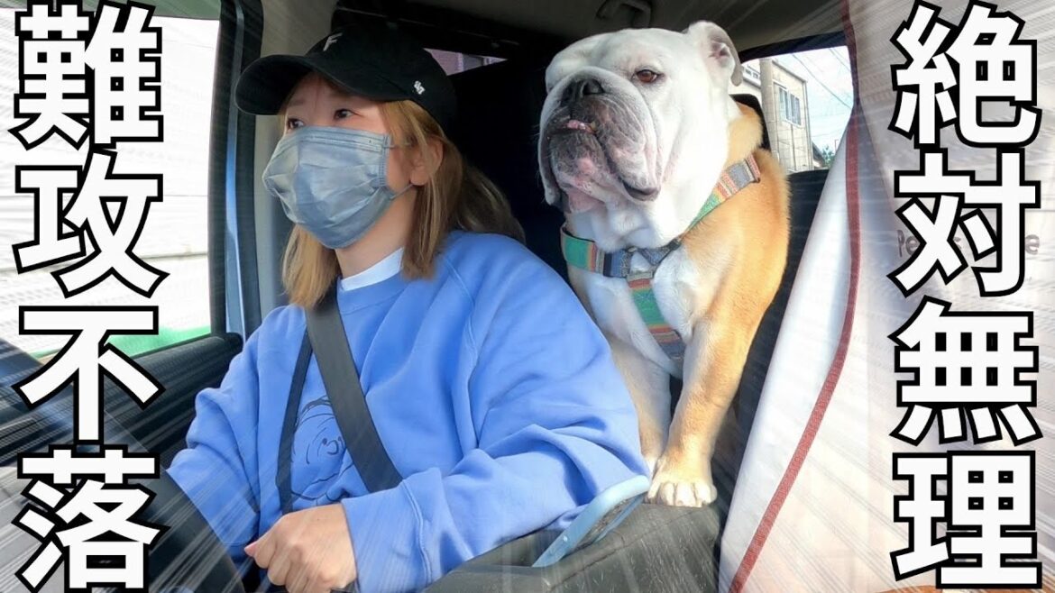 「ワクワクお出かけ♪」のはずが、目的地を聞いてママを嫌いになりかけたブルドッグ 「ワクワクお出かけ♪」のはずが、目的地を聞いてママを嫌いになりかけたブルドッグ