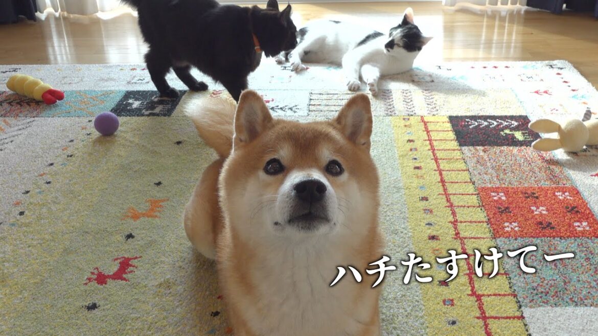 子猫と先住猫が喧嘩に？すると柴犬は世界で一番優しい仲裁をしました。