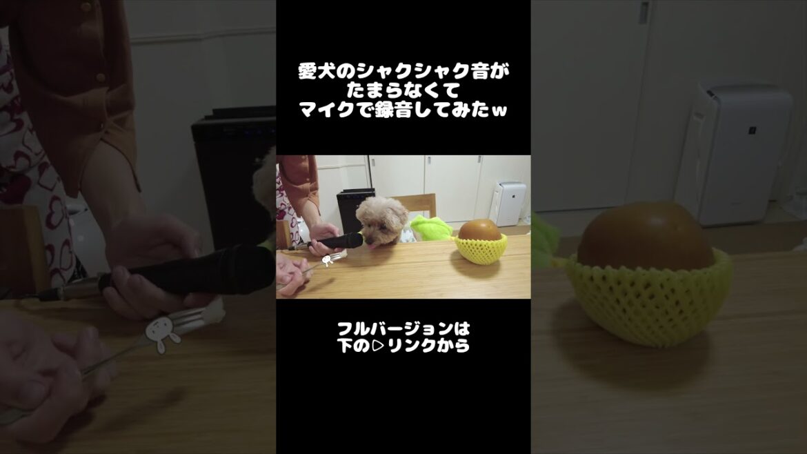 【ASMR】梨を食べる愛犬 #犬 #トイプードル #かわいい #トイプードルの虎太郎三桜 #トイプー多頭飼い #癒し #といぷーどる #こたみお