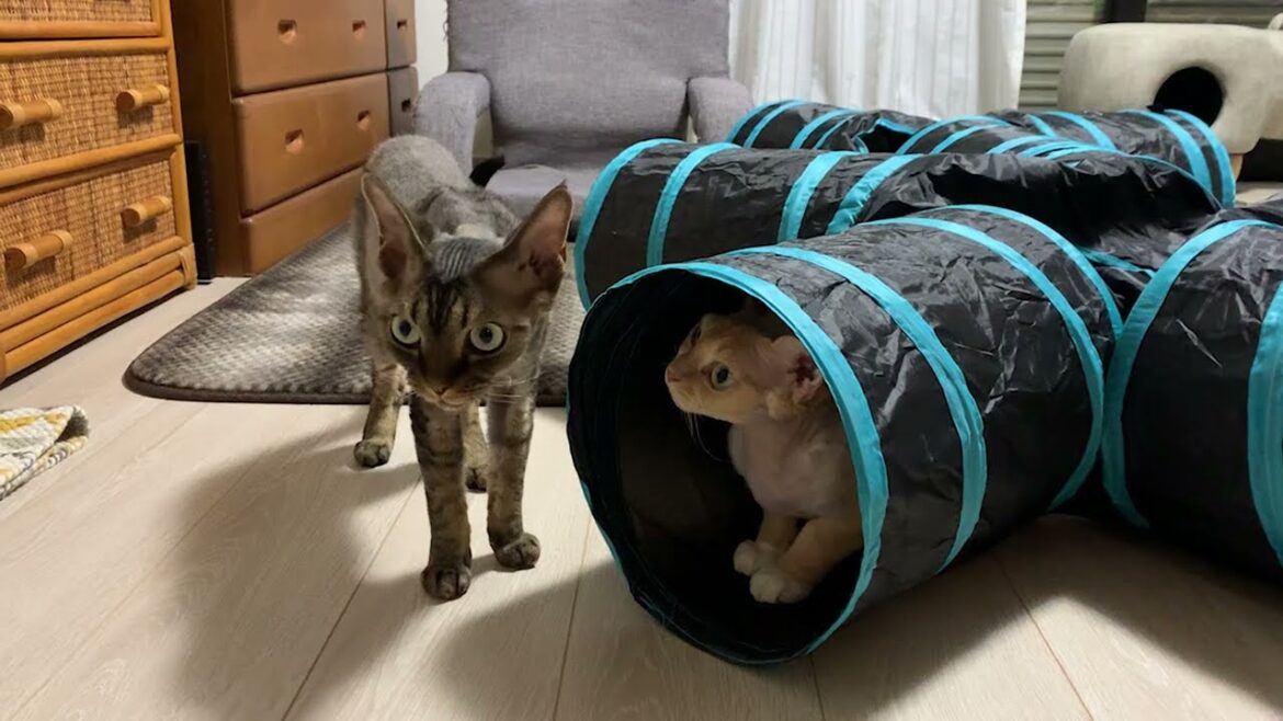 デボンレックス兄弟に新しいトンネルおもちゃをプレゼントしました(New cat tunnel for Devon Rex brothers) デボンレックス兄弟に新しいトンネルおもちゃをプレゼントしました(New cat tunnel for Devon Rex brothers)